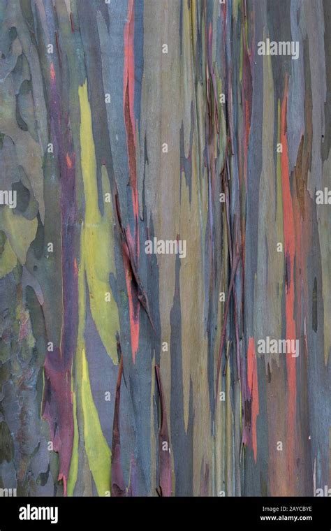 Close Up Of A Eucalyptus Deglupta A Tall Tree Commonly Known As The Rainbow Eucalyptus