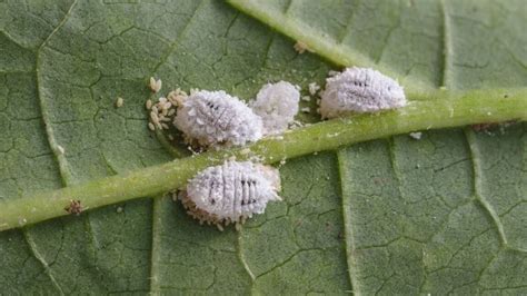 Descubre C Mo Eliminar Las Cochinillas Blancas En Tus Plantas De Forma