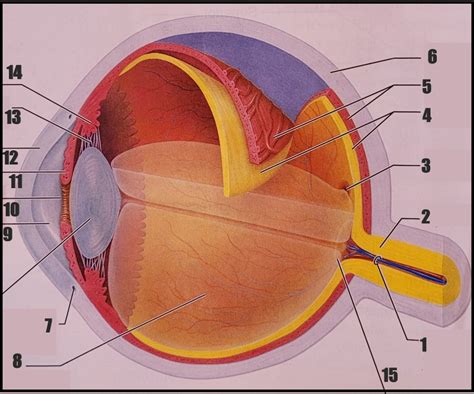 Internal Anatomy Of The Human Eye Diagram Quizlet