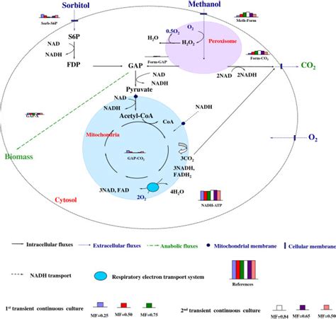 Metabolic Flux Analysis At Distinct Physiological States Corresponding