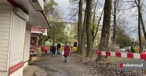 W Koszalinie kolejnych siedem drzew idzie pod topór Tak chce rada