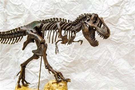 Squelette Fossile De Tyrannosaure Rex De Dinosaure Photo Stock Image