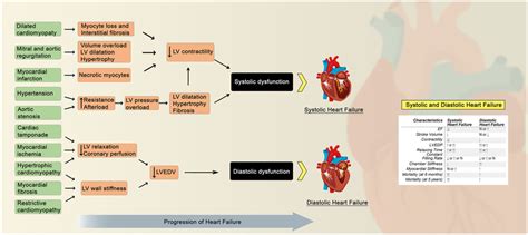 The pathophysiology of systolic and diastolic heart failure and the... | Download Scientific Diagram