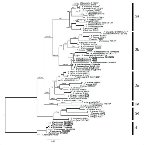 Bayesian Phylogenetic Tree Based On Concatenate Sequences Btub