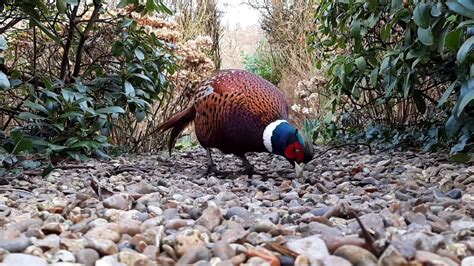 Feeding Pheasants Youtube