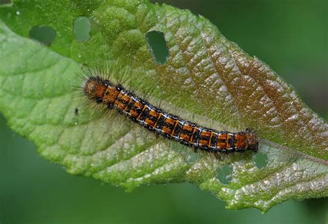 Trichiura Crataegi Rimvydas Kinduris Flickr