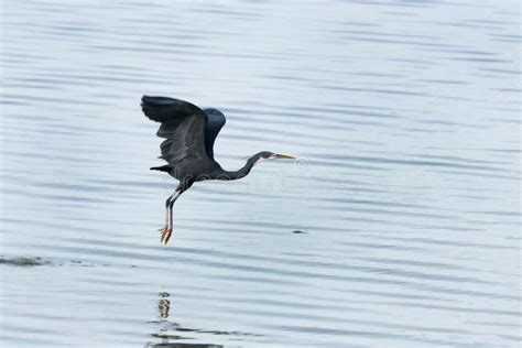 black heron  reflection  water stock image image  african