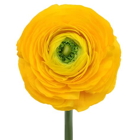 Golden Rod Italian Cloony Ranunculus Fiftyflowers