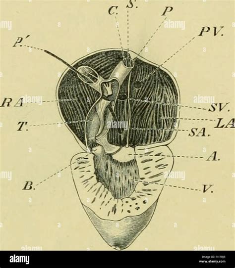 Frog Heart Anatomy