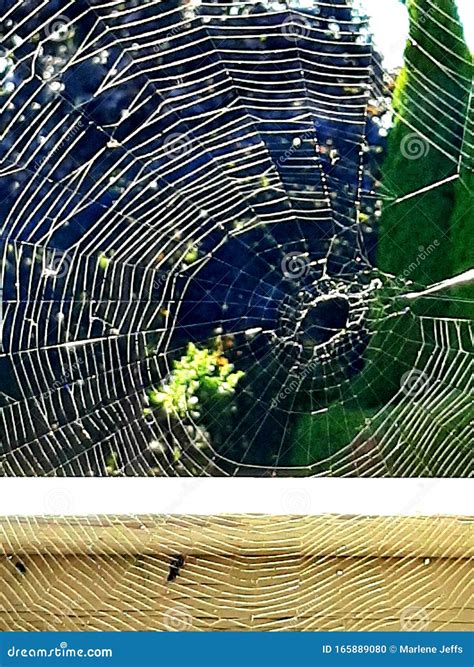 Spider Web Perfect Pattern Magical Stock Photo Image Of Spider