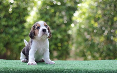 These dogs are used to detect food items in luggage.Beagles have