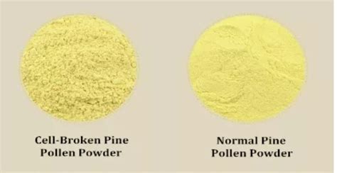 Natural Yellow Cell Wall Broken Pine Pollen Powder High Quality