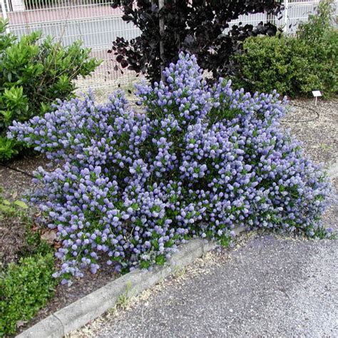 Ceanothus Thyrsiflorus Skylark