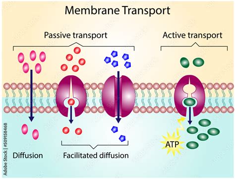 Active vs passive transport for Molecules movement in cell. Membrane transport, different ...