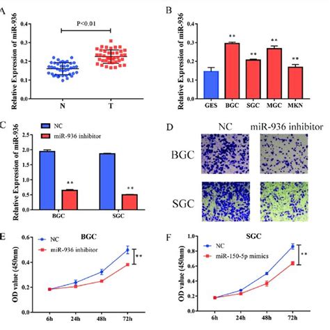 High Expression Of MiR 936 In Gastric Cancer Tissues A MiR 936 Is