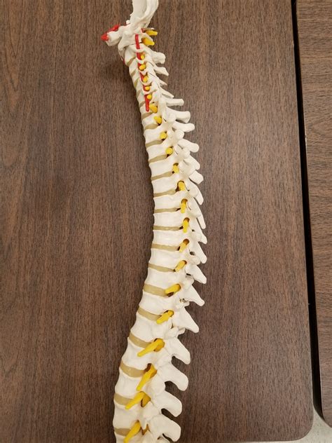 Vertebral Column Lateral View Diagram Quizlet