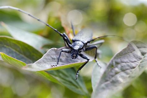 Portrait of a Long Black Beetle the Longhorn Beetles; Cerambycidae ...