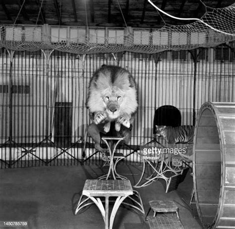 Circus Lion Cage Photos And Premium High Res Pictures Getty Images