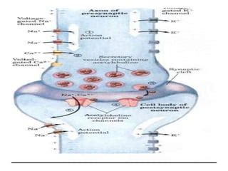 Signal transduction | PPT