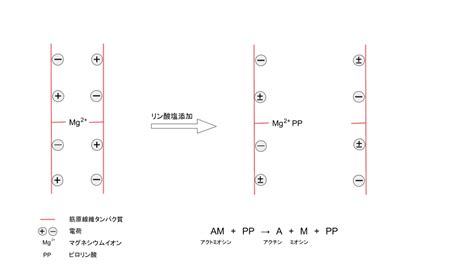 肉とリン酸塩の関係｜株式会社ハマダフードシステム