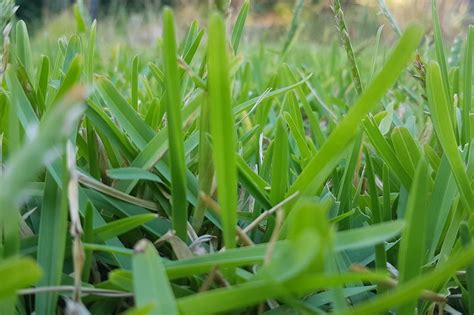 How To Identify Buffalo Grass Ultimate Backyard