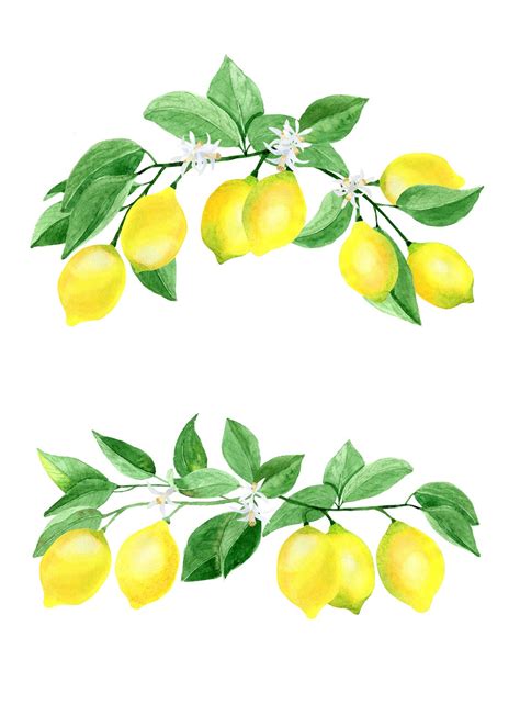 Watercolor Lemon Clipart Fruit Clipart Citrus Clipart Etsy