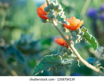 Orange Globemallow Images Stock Photos Vectors Shutterstock