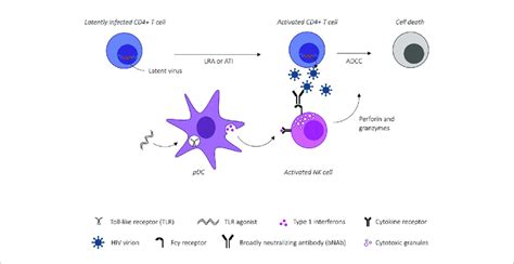 Schematic Illustration Of Toll Like Receptor Tlr Agonist Mediated