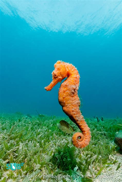 Seahorse image, Beautiful sea creatures, Ocean animals
