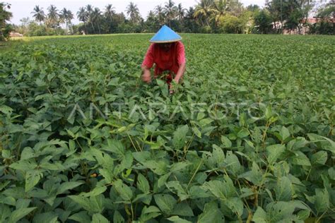 Kebijakan Harga Kedelai ANTARA Foto