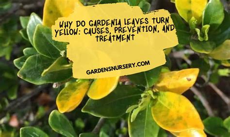 Why Do Gardenia Leaves Turn Yellow Causes Prevention And Treatment