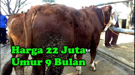 Update Harga Sapi Bakalan Jantan Terbaru Pasar Hewan Munggi Semanu