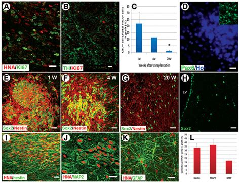 Proliferation And Nondopaminergic Differentiation Of Grafted Human