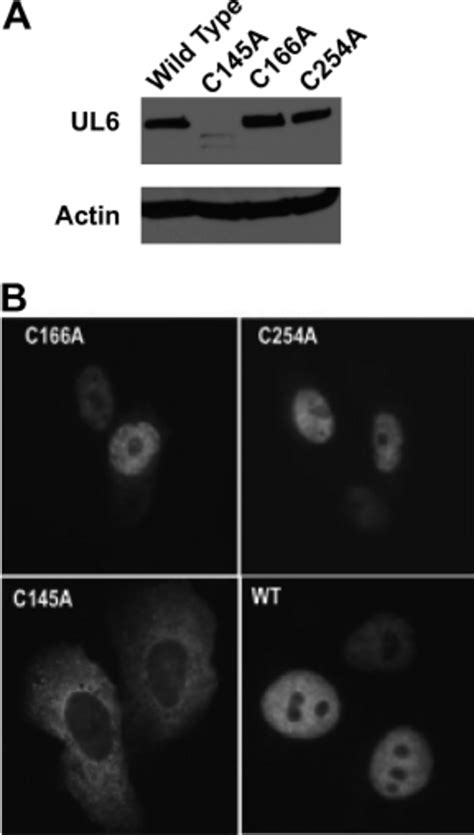 Western Blotting And Immunofluorescence Analysis Of Wild Type And