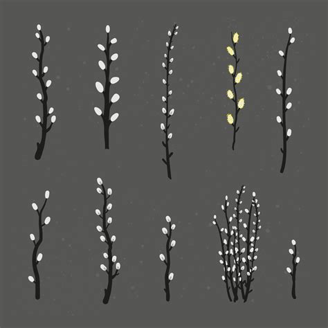 Collection Of Pussy Willow Branches 13819965 Vector Art At Vecteezy