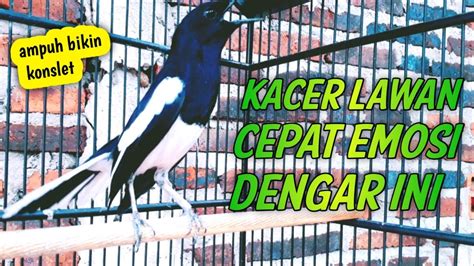 KACER LANGSUNG EMOSI KONSLET AMPUH BIKIN GACOR KACERMU PANCINGAN