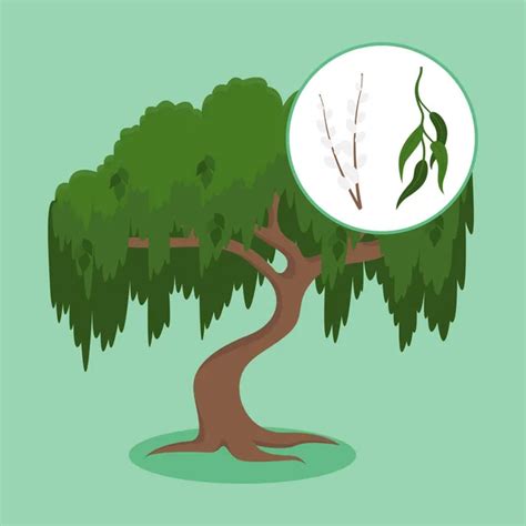 Tree Growth Stages Nature Flora Foliage Vector Illustration Stock ...