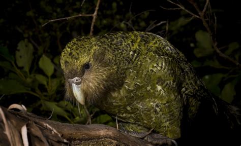 Kakapo, World’s Largest Parrot | Animal Photo