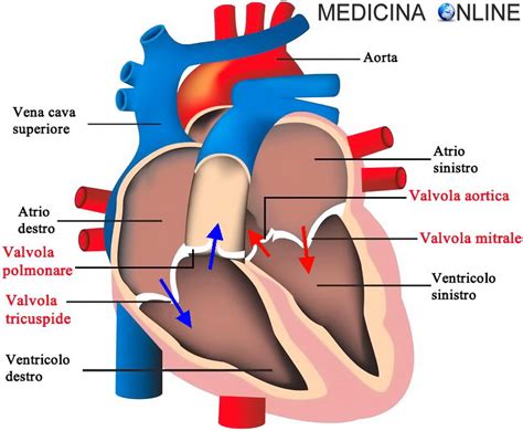 Valvola Mitralica E Aortica Cosa Sono E Quali Sono Le Principali Porn