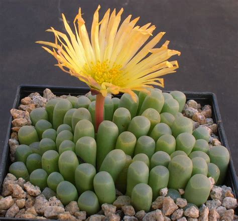 Fenestraria Aurantiaca Baby Toes 20 Seeds Rareplant