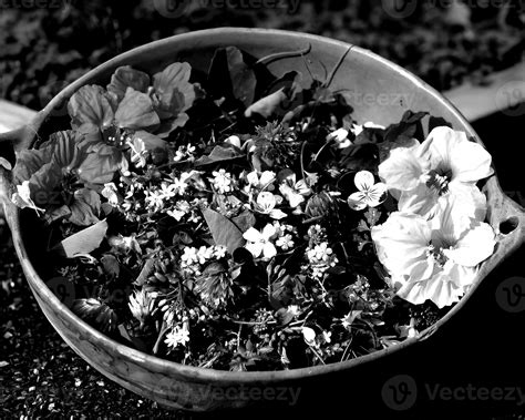 Garden background. Spring or summer gardening with plants and flowers