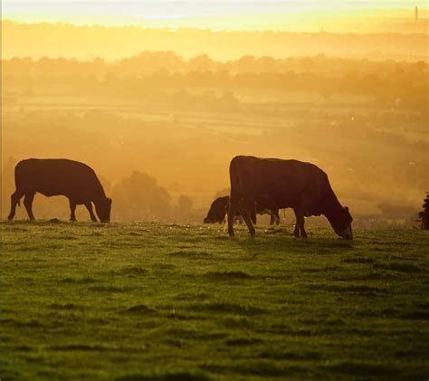 2017 Cattlemen S Stewardship Review Report Beef Checkoff