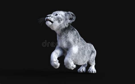 White Little Lion Cub Albino Stock Illustration - Illustration of ...