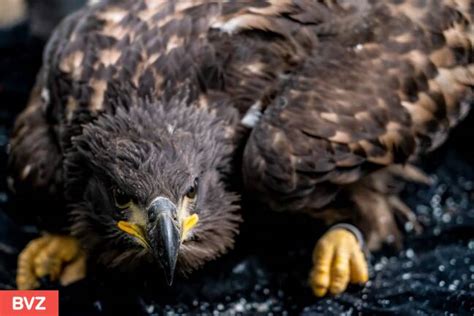 Bundes Wappentier Nach Ausrottung Fliegt Der Seeadler Wieder Bvz At