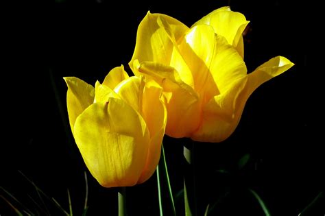 Tulips Flowers Yellow Free Photo On Pixabay Pixabay