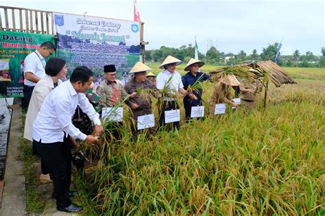 Murok Jerami Suku Mengkanau Sukses Panen Padi Berkat Binaan TJSL PLN