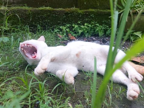 Yawning cat looks cute stock image. Image of kitten - 264952959