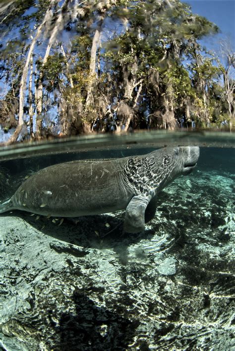 Public Domain Picture Endangered Florida Manatee Trichechus Manatus