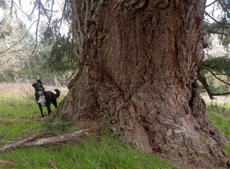 Robin Loznak Photography: Tree climbing dog