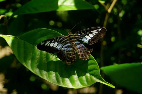 Inseto Entomologia Borboleta Foto Gratuita No Pixabay Pixabay